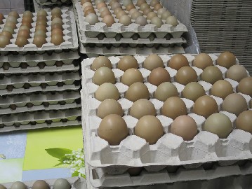 фазанов яйца